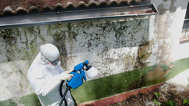 Top rated local Black Mold Remediation specialists in Kinzers, PA